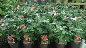 Anglia Nurseries